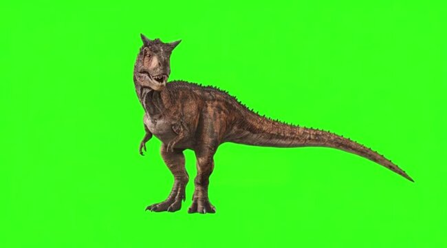 Dinosaur In a natural movement on green screen background.