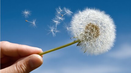 Fototapeta premium A hand holds a dandelion puff, releasing delicate seeds into a clear blue sky.