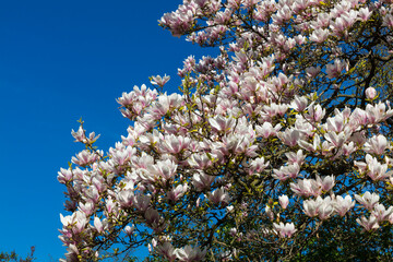 Sweden magnolia flowers on a sunny summer day