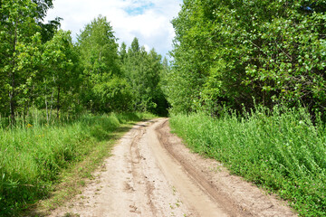 an empty Dirt Road Through a Lush Green Forest in sunny day