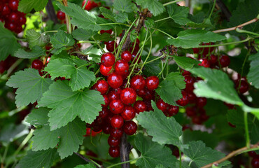 Vibrant Red Currants Ripening on a Bush close up