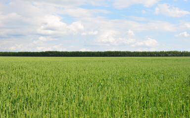 a background with Vast Green Crop Field Under a Blue Sky with Distant Trees