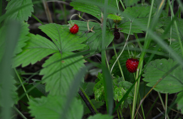 Wild Strawberries Nestled in Green Foliage in the forest