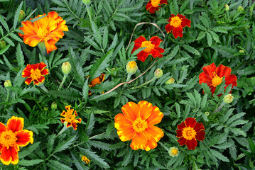 a background of Orange and Red Marigolds in a Lush Garden