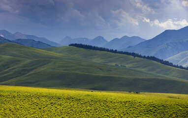 mountain landscape with yellow flowers