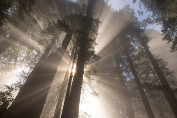 Rays of light surround a grove of Redwood trees at first light 