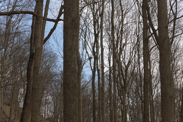 bare trees in a wooded ravine in winter