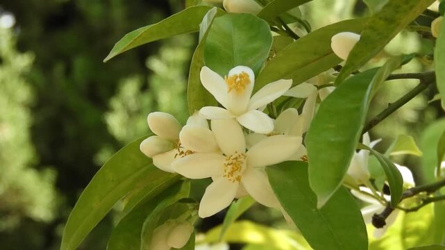 Fragrant white orange tree flowers and buds gently moving in a spring breeze in a lush green garden in Seville, capturing Mediterranean atmosphere, freshness, and seasonal bloom