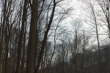 bare trees in winter