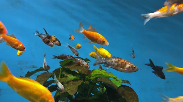 pesci nell'acquario, 