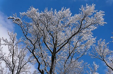 Snow-laced deciduous trees under vivid blue sky, showcasing winter&rsquo;s serene beauty and intricate branch structure.