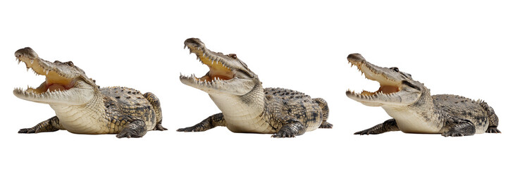 Collection of crocodile opening its jaws while resting isolated on a transparent background