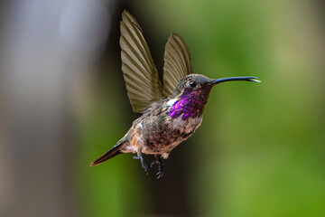 Lucifer Hummingbird (Calothorax lucifer) Photo in Flight, Over a Transparent, Isolated PNG Background
