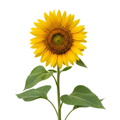 Obraz premium Beautiful sunflower isolated on transparent background
