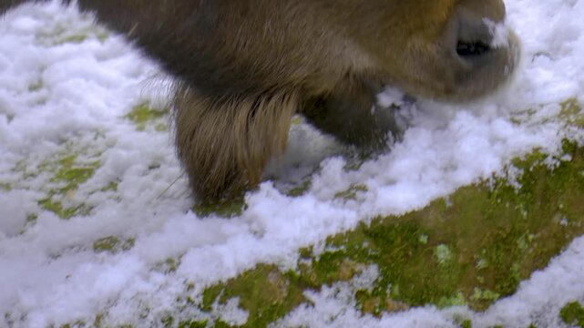 Close up of alpine ibex capricorn buck with large horns standing around the forest in the winter on a snowy and cloudy day in january