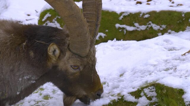 Close up of alpine ibex capricorn buck with large horns standing around the forest in the winter on a snowy and cloudy day in january