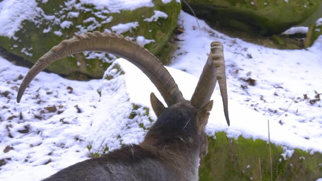 Close up of alpine ibex capricorn buck with large horns standing around the forest in the winter on a snowy and cloudy day in january