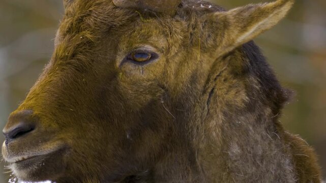 Close up of alpine ibex capricorn buck with large horns standing around the forest in the winter on a snowy and cloudy day in january