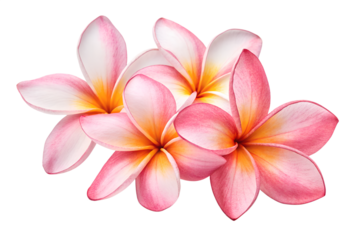 Pink Frangipani Plumeria Flowers Isolated on White