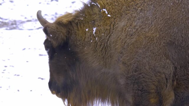 Close up of a bison standing around on a field in the winter on a snowy and cloudy day in january