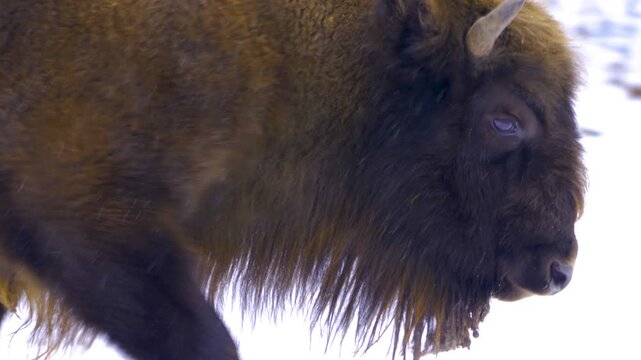 Close up of a bison standing around on a field in the winter on a snowy and cloudy day in january