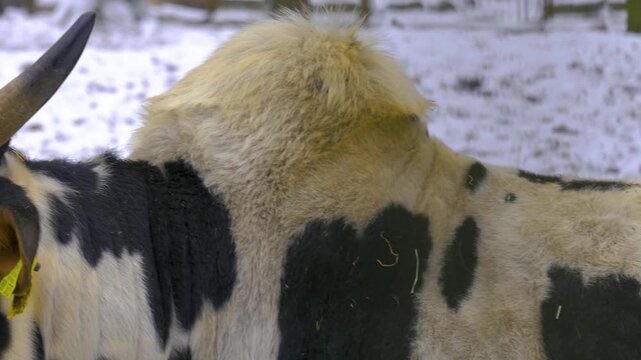 Close up of black and white zebu cow bull standing in the forst looking around on a cloudy day in winter.
