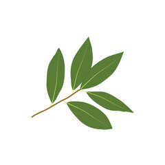 Green Bay Laurel Leaf Vector on White Background