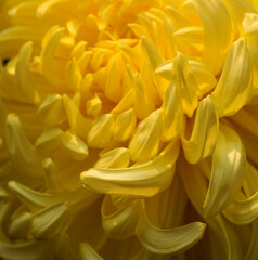 Closeup image of Chrysanthemums flower