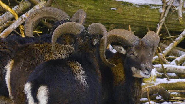 Close up of a group of mouflon standing in the forest in the winter on a snowy and cloudy day in january., looking aorund