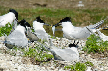 Sterne caugek © JAG IMAGES