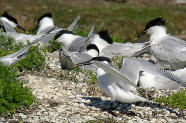 Sterne caugek © JAG IMAGES