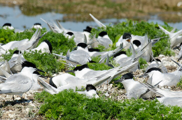 Sterne caugek © JAG IMAGES