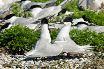 Sterne caugek © JAG IMAGES
