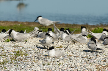 Sterne caugek © JAG IMAGES