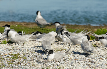 Sterne caugek © JAG IMAGES