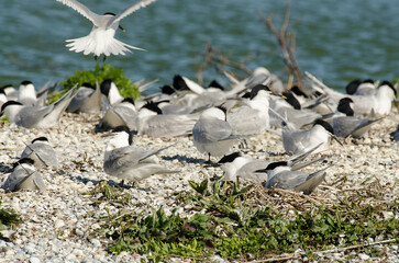 Sterne caugek © JAG IMAGES