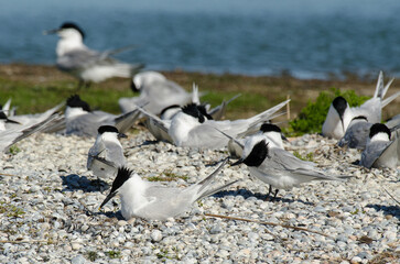 Sterne caugek © JAG IMAGES