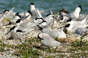 Sterne caugek © JAG IMAGES