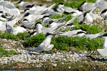 Sterne caugek © JAG IMAGES