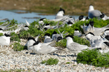 Sterne caugek © JAG IMAGES