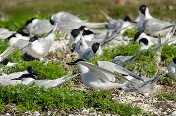 Sterne caugek © JAG IMAGES