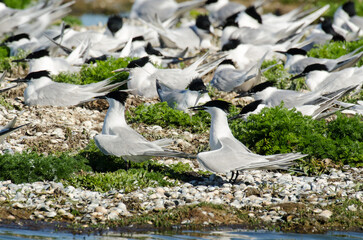Sterne caugek © JAG IMAGES