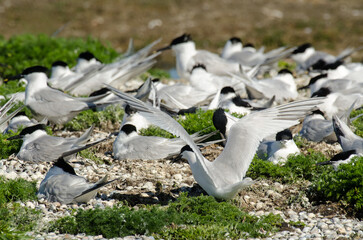 Sterne caugek © JAG IMAGES