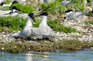 Sterne caugek © JAG IMAGES