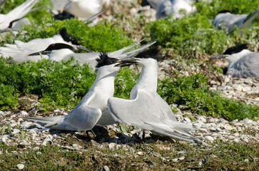 Sterne caugek © JAG IMAGES