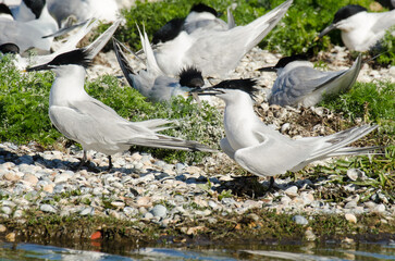 Sterne caugek © JAG IMAGES