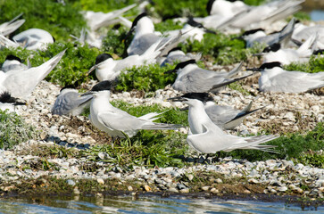 Sterne caugek © JAG IMAGES