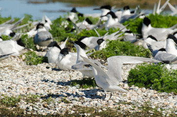 Sterne caugek © JAG IMAGES