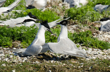 Sterne caugek © JAG IMAGES