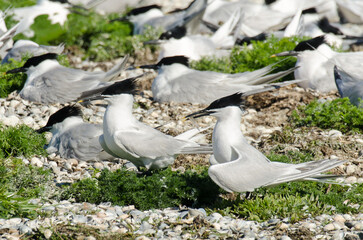 Sterne caugek © JAG IMAGES